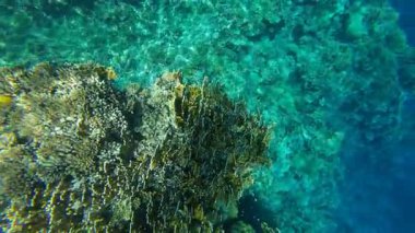 Kızıl denizdeki renkli resiflerde şnorkelle yüzmek