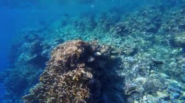 Kızıl denizdeki renkli resiflerde şnorkelle yüzmek