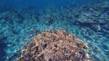 Kızıl denizdeki renkli resiflerde şnorkelle yüzmek