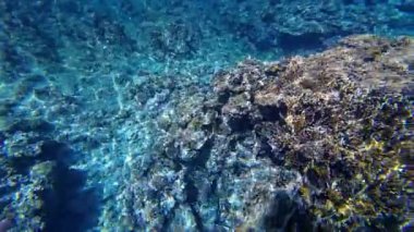 Kızıl denizdeki renkli resiflerde şnorkelle yüzmek