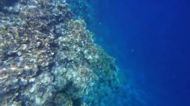 Kızıl denizdeki renkli resiflerde şnorkelle yüzmek