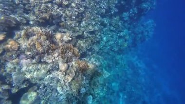 Kızıl denizdeki renkli resiflerde şnorkelle yüzmek