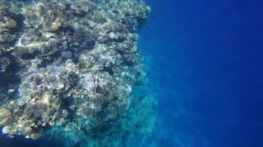 Kızıl denizdeki renkli resiflerde şnorkelle yüzmek