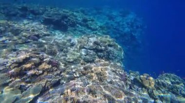 Kızıl denizdeki renkli resiflerde şnorkelle yüzmek