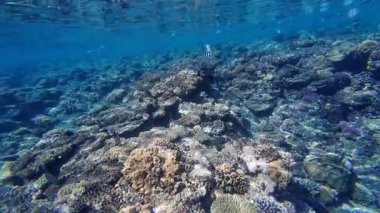 Kızıl denizdeki renkli resiflerde şnorkelle yüzmek
