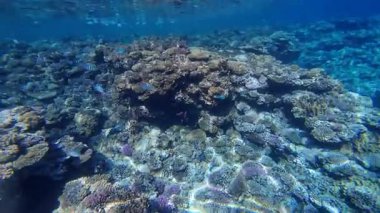 Kızıl denizdeki renkli resiflerde şnorkelle yüzmek