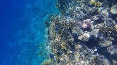 Kızıl denizdeki renkli resiflerde şnorkelle yüzmek