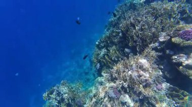 Kızıl denizdeki renkli resiflerde şnorkelle yüzmek