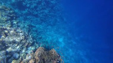 Kızıl denizdeki renkli resiflerde şnorkelle yüzmek