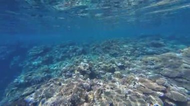 Kızıl denizdeki renkli resiflerde şnorkelle yüzmek