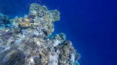 Kızıl denizdeki renkli resiflerde şnorkelle yüzmek