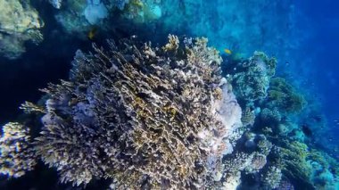 Kızıl denizdeki renkli resiflerde şnorkelle yüzmek