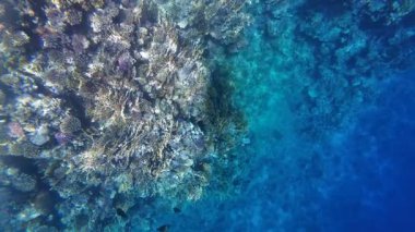 Kızıl denizdeki renkli resiflerde şnorkelle yüzmek