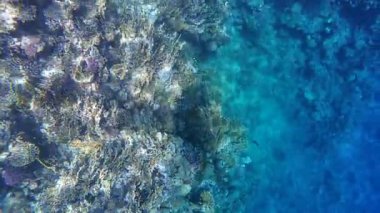 Kızıl denizdeki renkli resiflerde şnorkelle yüzmek