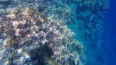 Kızıl denizdeki renkli resiflerde şnorkelle yüzmek