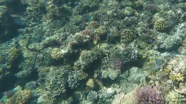 Kızıl denizdeki renkli resiflerde şnorkelle yüzmek