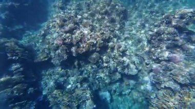 Kızıl denizdeki renkli resiflerde şnorkelle yüzmek