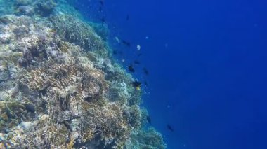 Kızıl denizdeki renkli resiflerde şnorkelle yüzmek