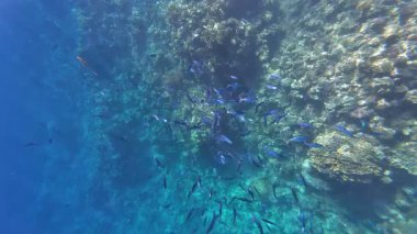 Kızıl denizdeki renkli resiflerde şnorkelle yüzmek