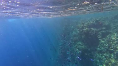 Kızıl denizdeki renkli resiflerde şnorkelle yüzmek