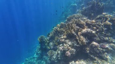 Kızıl denizdeki renkli resiflerde şnorkelle yüzmek