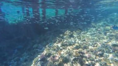 Kızıl denizdeki renkli resiflerde şnorkelle yüzmek