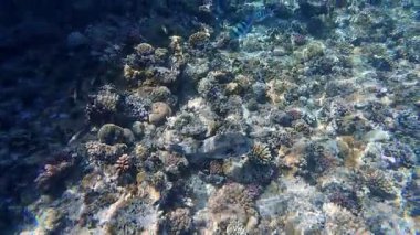 Kızıl denizdeki renkli resiflerde şnorkelle yüzmek