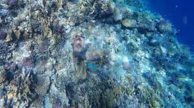 Kızıl denizdeki renkli resiflerde şnorkelle yüzmek