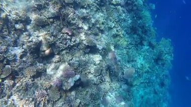 Kızıl denizdeki renkli resiflerde şnorkelle yüzmek