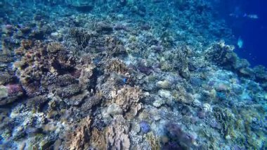 Kızıl denizdeki renkli resiflerde şnorkelle yüzmek