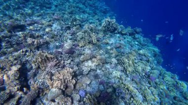 Kızıl denizdeki renkli resiflerde şnorkelle yüzmek