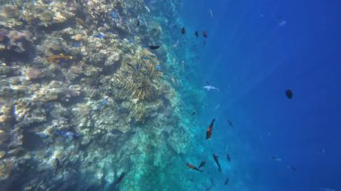 Kızıl denizdeki renkli resiflerde şnorkelle yüzmek