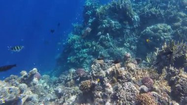 Kızıl denizdeki renkli resiflerde şnorkelle yüzmek