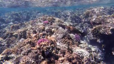 Kızıl denizdeki renkli resiflerde şnorkelle yüzmek