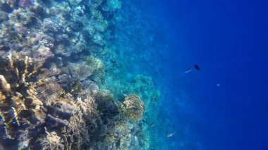 Kızıl denizdeki renkli resiflerde şnorkelle yüzmek