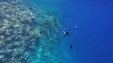 Kızıl denizdeki renkli resiflerde şnorkelle yüzmek