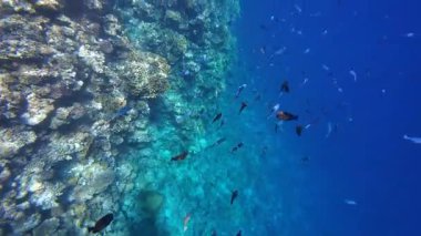 Kızıl denizdeki renkli resiflerde şnorkelle yüzmek