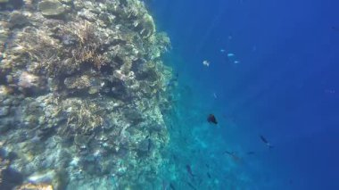 Kızıl denizdeki renkli resiflerde şnorkelle yüzmek