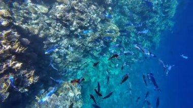 Kızıl denizdeki renkli resiflerde şnorkelle yüzmek