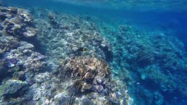 Kızıl denizdeki renkli resiflerde şnorkelle yüzmek