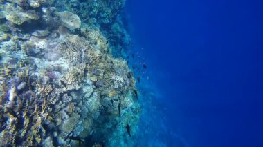 Kızıl denizdeki renkli resiflerde şnorkelle yüzmek