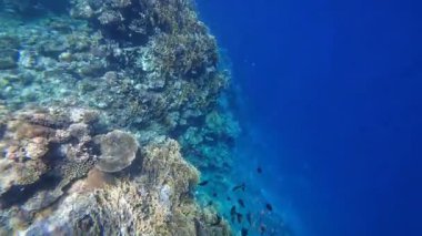 Kızıl denizdeki renkli resiflerde şnorkelle yüzmek