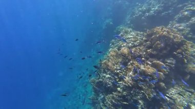 Kızıl denizdeki renkli resiflerde şnorkelle yüzmek