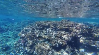 Kızıl denizdeki renkli resiflerde şnorkelle yüzmek