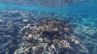 Kızıl denizdeki renkli resiflerde şnorkelle yüzmek