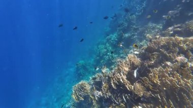 Kızıl denizdeki renkli resiflerde şnorkelle yüzmek