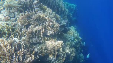 Kızıl denizdeki renkli resiflerde şnorkelle yüzmek