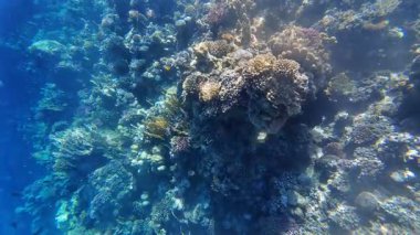Kızıl denizdeki renkli resiflerde şnorkelle yüzmek