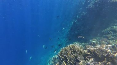 Kızıl denizdeki renkli resiflerde şnorkelle yüzmek