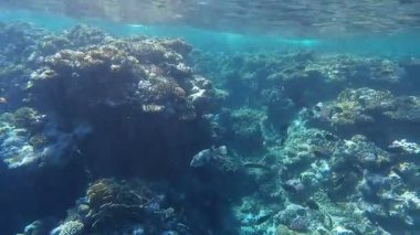 Kızıl denizdeki renkli resiflerde şnorkelle yüzmek